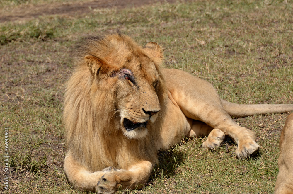 Naklejka premium leone