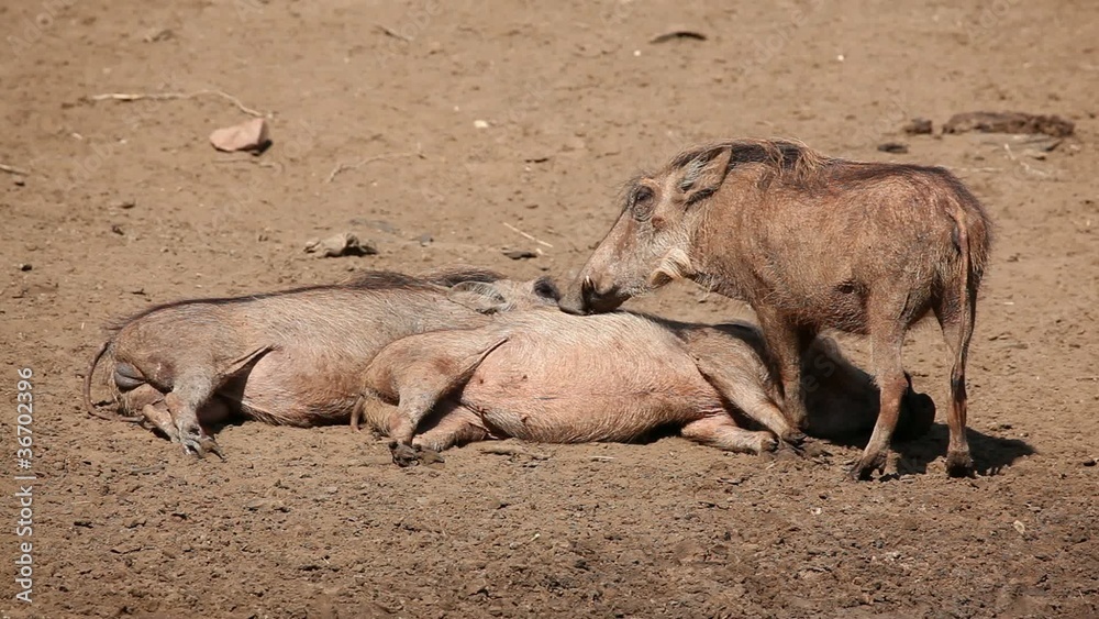 Warthogs relaxing and grooming each other, South Africa Warthogs relaxing and grooming each other, South Africa