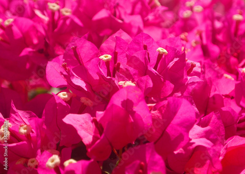Wallpaper Mural Bougainvillea flowers Torontodigital.ca