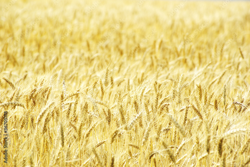 wheat wheat