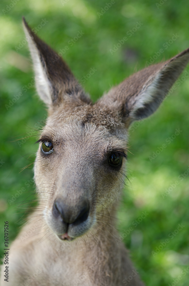 カンガルーの赤ちゃん