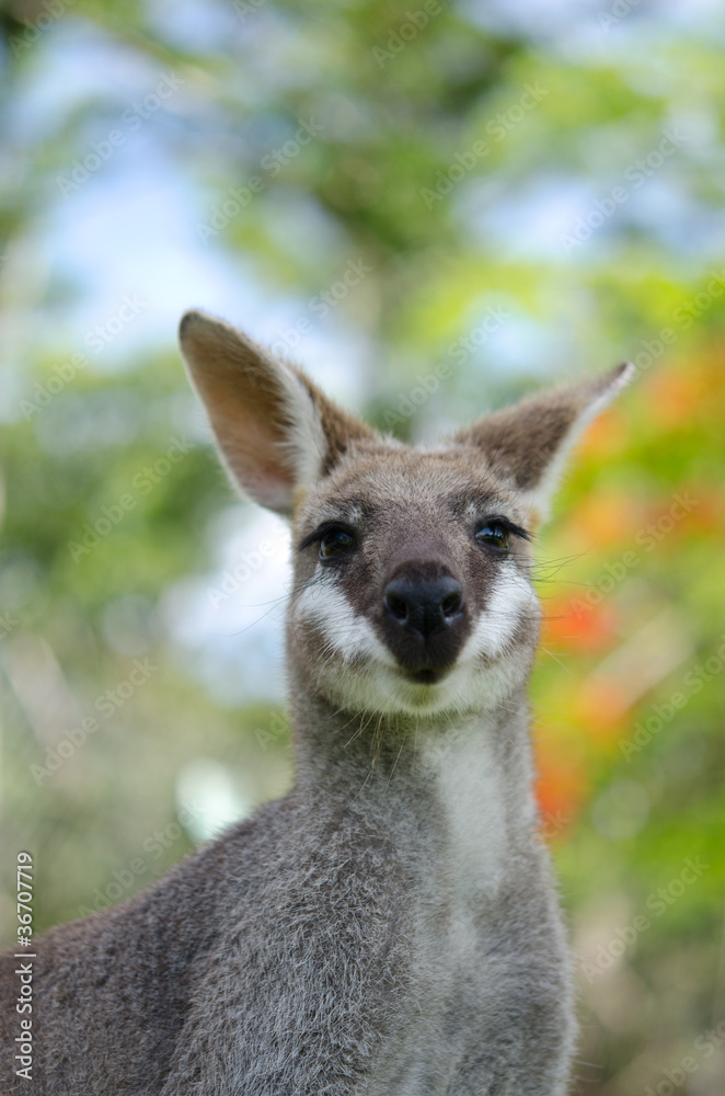 Fototapeta premium カンガルー