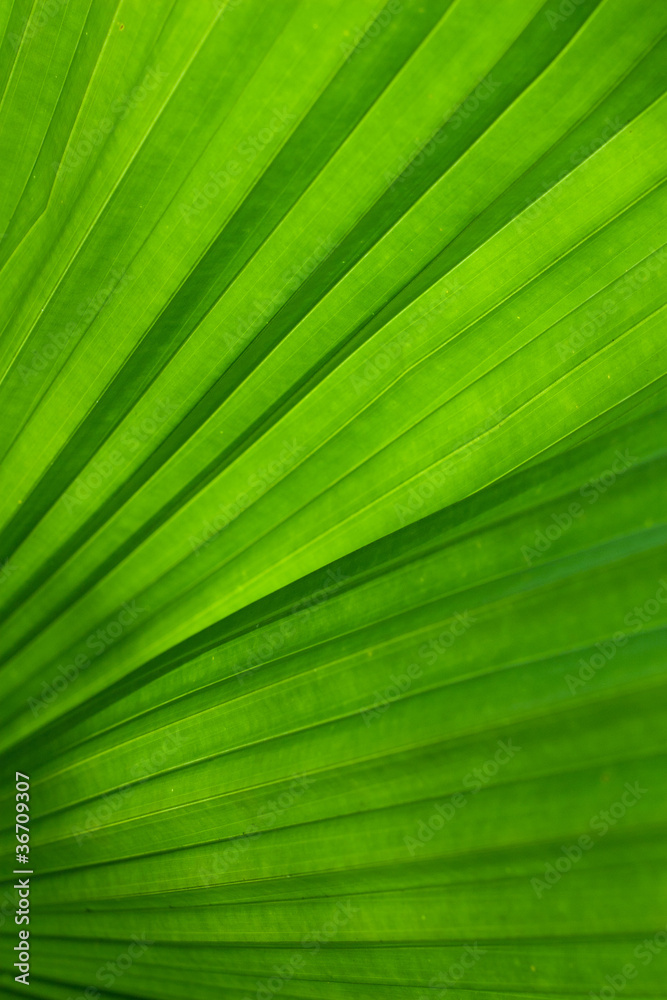 Green leaf of palm tree Green leaf of palm tree