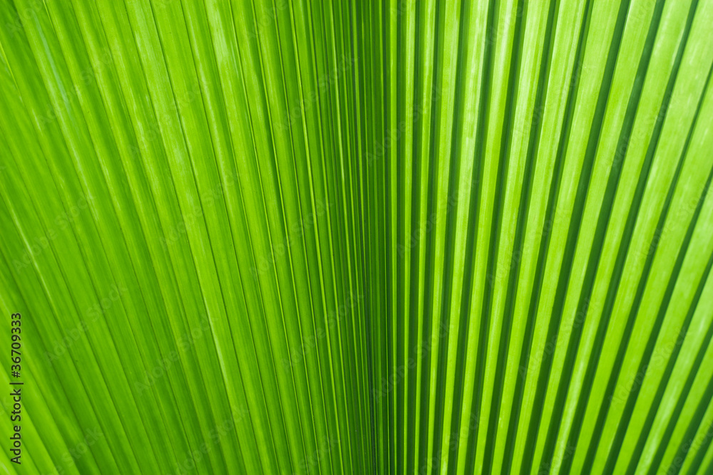 Green leaf of palm tree Green leaf of palm tree