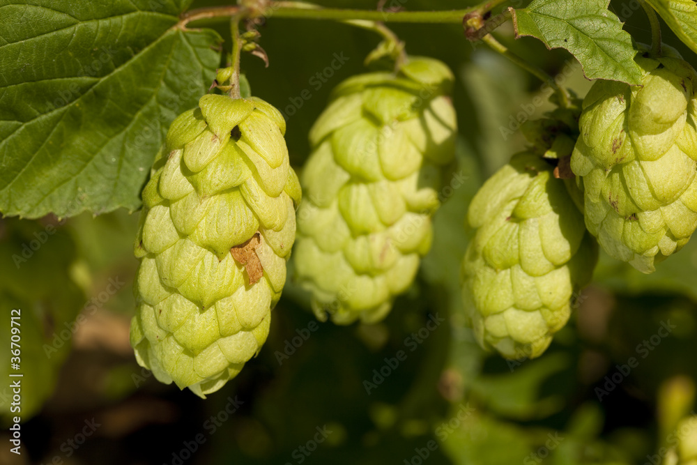 fresh hop fresh hop