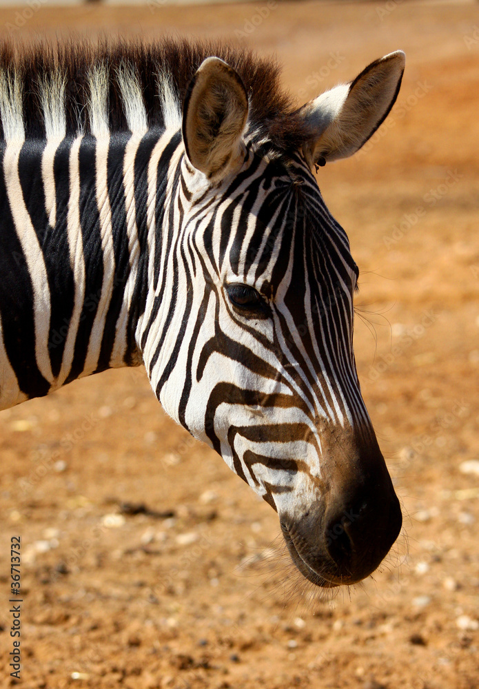 Naklejka premium zebra