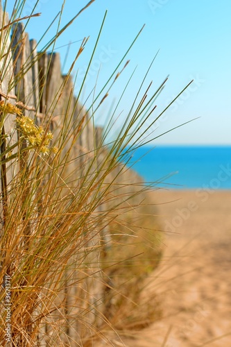 Fototapeta Naklejka Na Ścianę i Meble -  Grass in a wooden fence