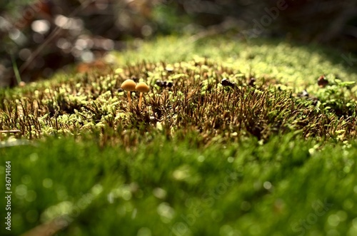 Autumn mushrooms