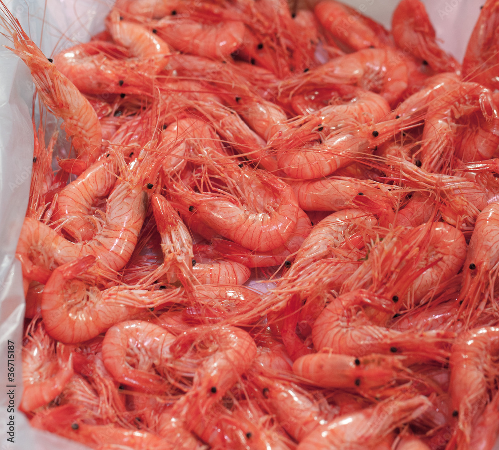 crevettes roses crevettes roses