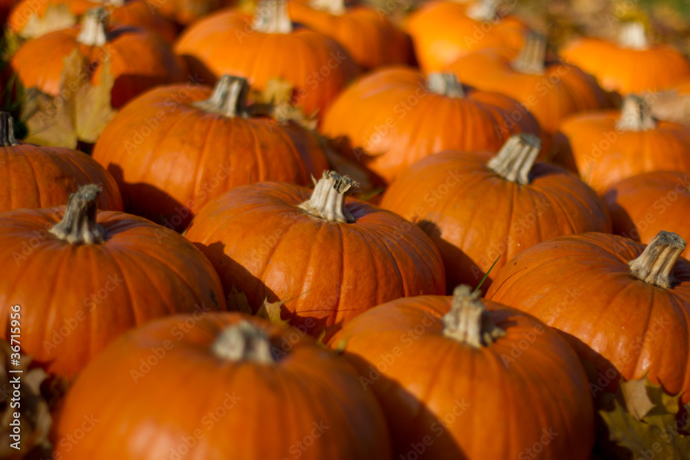 Kürbisse (Cucurbita) Kürbisse (Cucurbita)