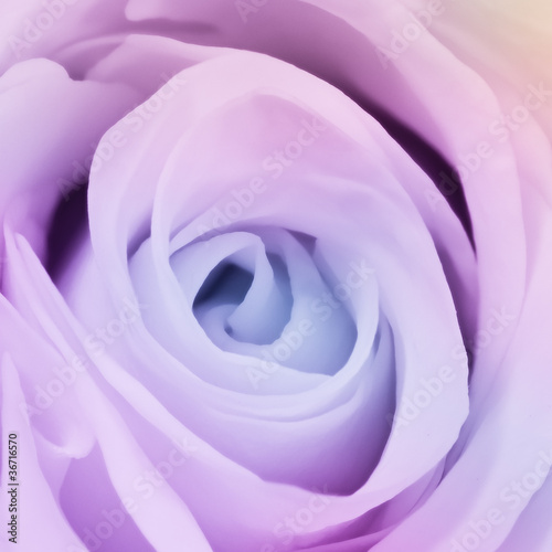 multicolor rose