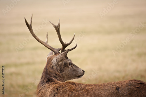 Portrait of majestic red deer stag in Autumn Fall