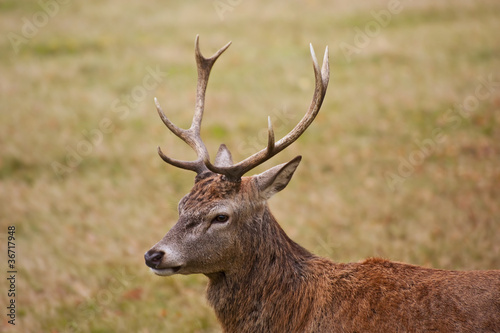 Portrait of majestic red deer stag in Autumn Fall © veneratio