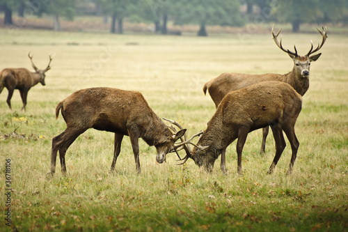 Red deer stags jousting with antlers in Autumn Fall forest meado