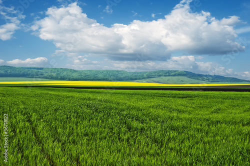 Wheat field