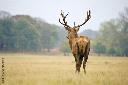 Portrait of majestic red deer stag in Autumn Fall