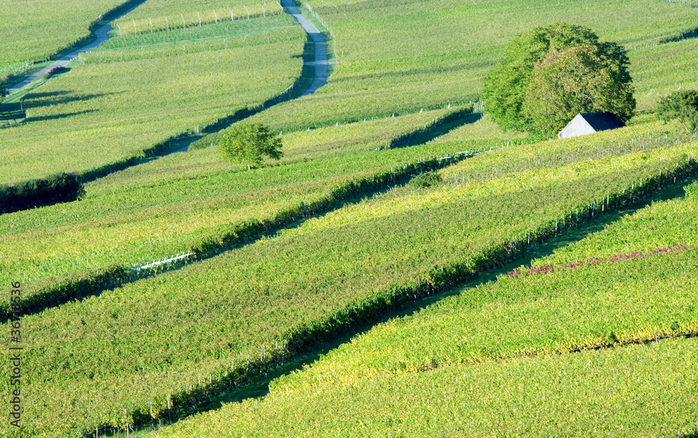 Vineyard Landscape