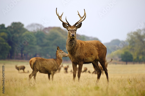Herd of red deer stags and does in Autumn Fall meadow © veneratio