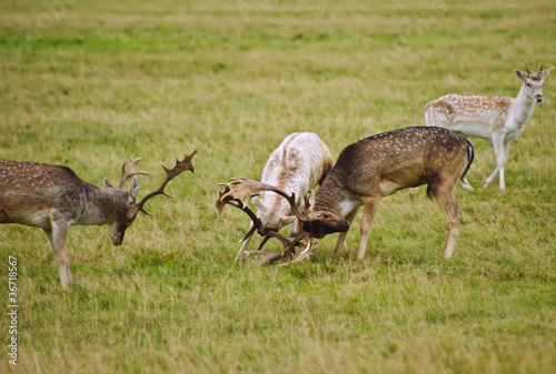 Fallow deer stags antler jousting in Autumn Fall