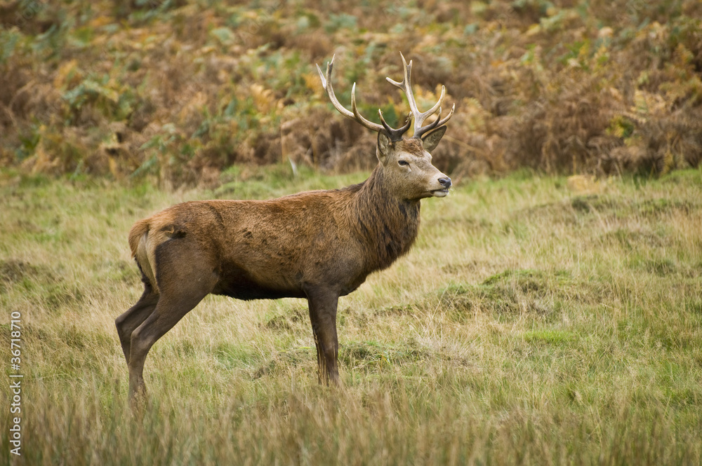 Fototapeta premium Portrait of majestic red deer stag in Autumn Fall