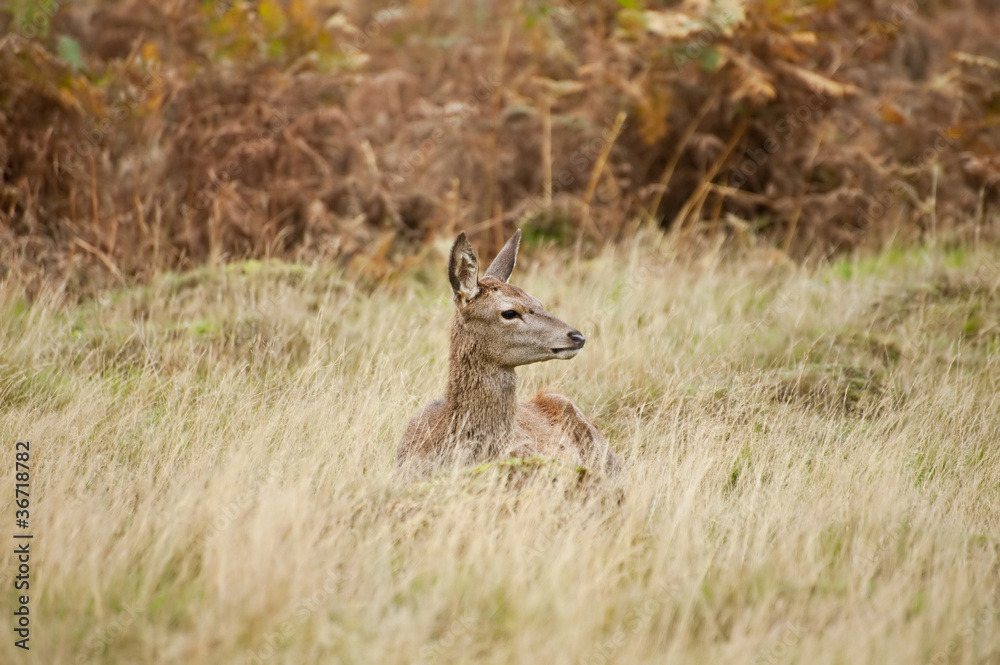 Beautiful image of red deer female does in Autumn Fall forest