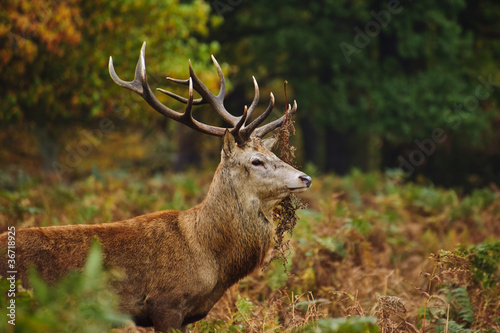 Portrait of majestic red deer stag in Autumn Fall