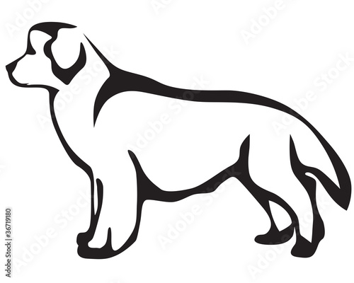 Newfoundland dog