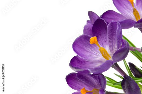 Fototapeta Naklejka Na Ścianę i Meble -  Beautiful violet flower isolated on white