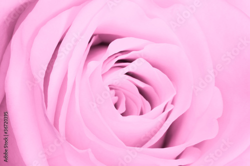 pink rose close up