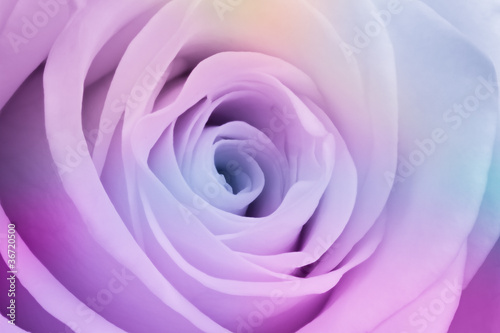 multicolor rose