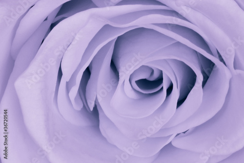 violet rose close up