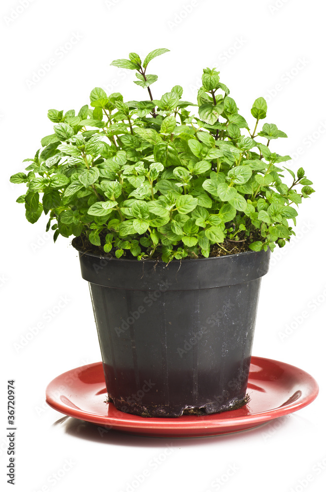 Close up of a green mint plant Close up of a green mint plant