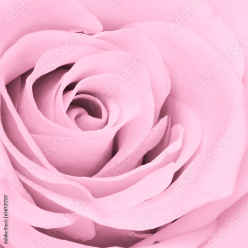 pink rose close up