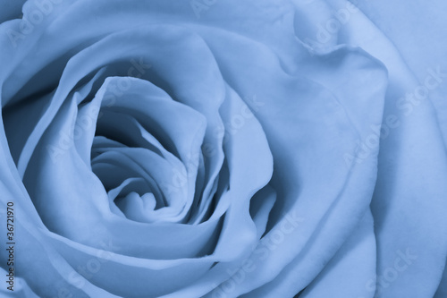 blue rose close up