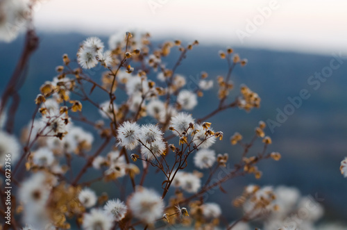 Bush of dandelions on a rock