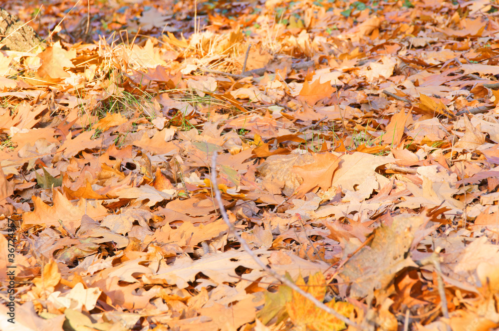 goldener Herbst goldener Herbst