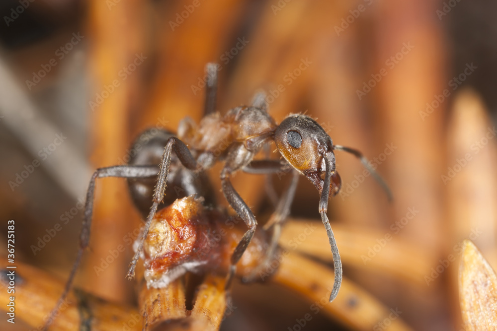 Southern wood ant among pine needles