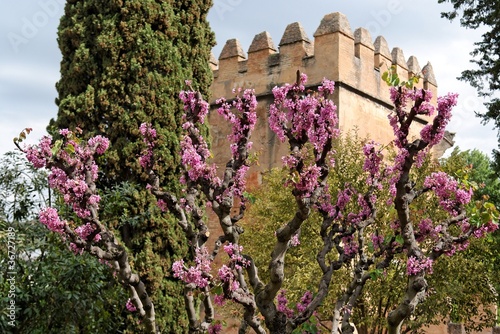 Judas tree in bloom in Alhambra gardens