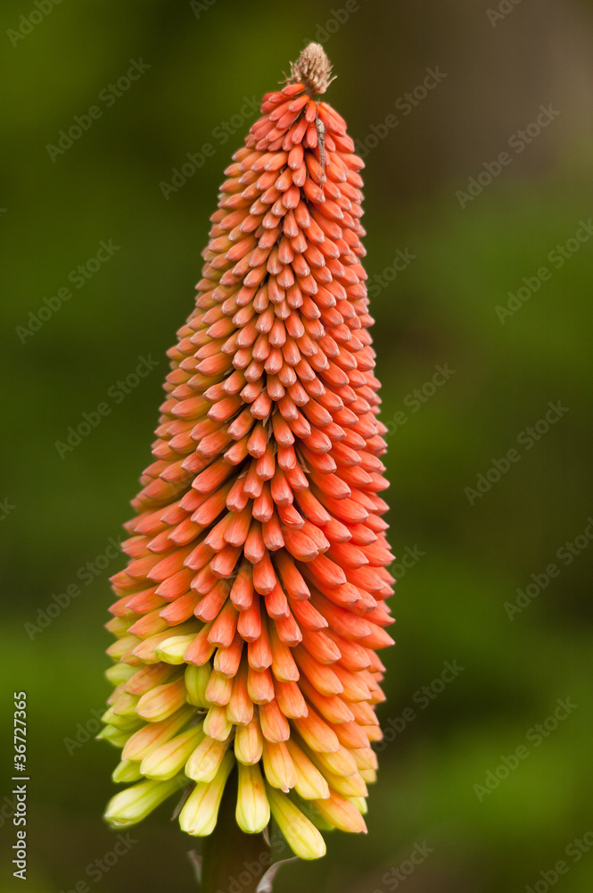 Torch Lily - Kniphophia Uvaria - Red Hot Poker Torch Lily - Kniphophia Uvaria - Red Hot Poker