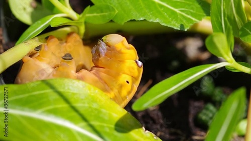 Yellow Caterpilla photo