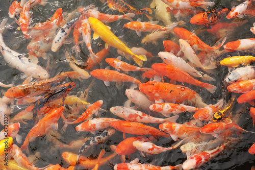 Red and gold fishes over water golden © xiaoliangge
