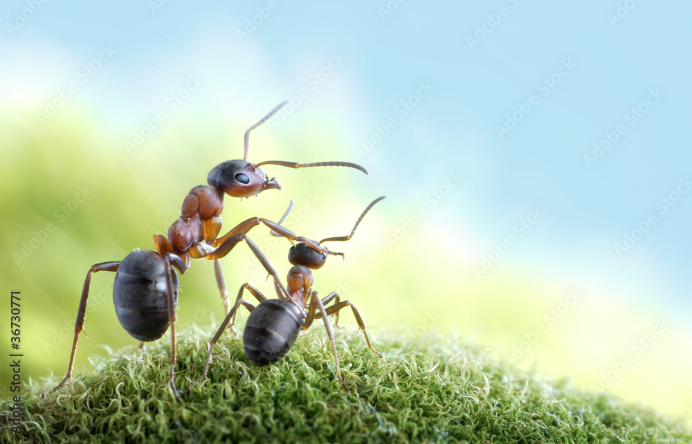 Naklejka premium ants, on child care