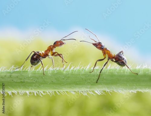 two ants, greetings on grass