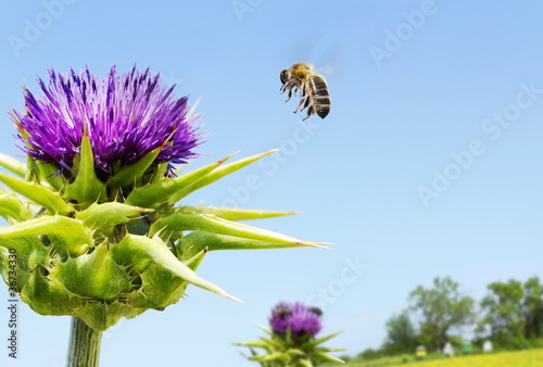 Abeille au travail photo