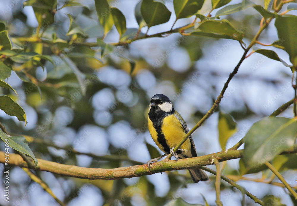 Naklejka premium Meise
