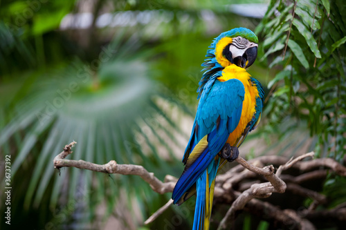 Big blue-yellow parrot