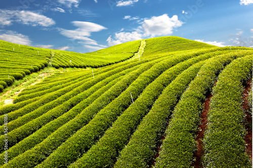 Green tea farm