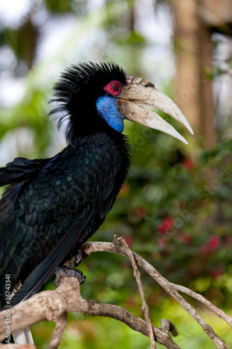 Female Bar-pouched Wreathed Hornbill