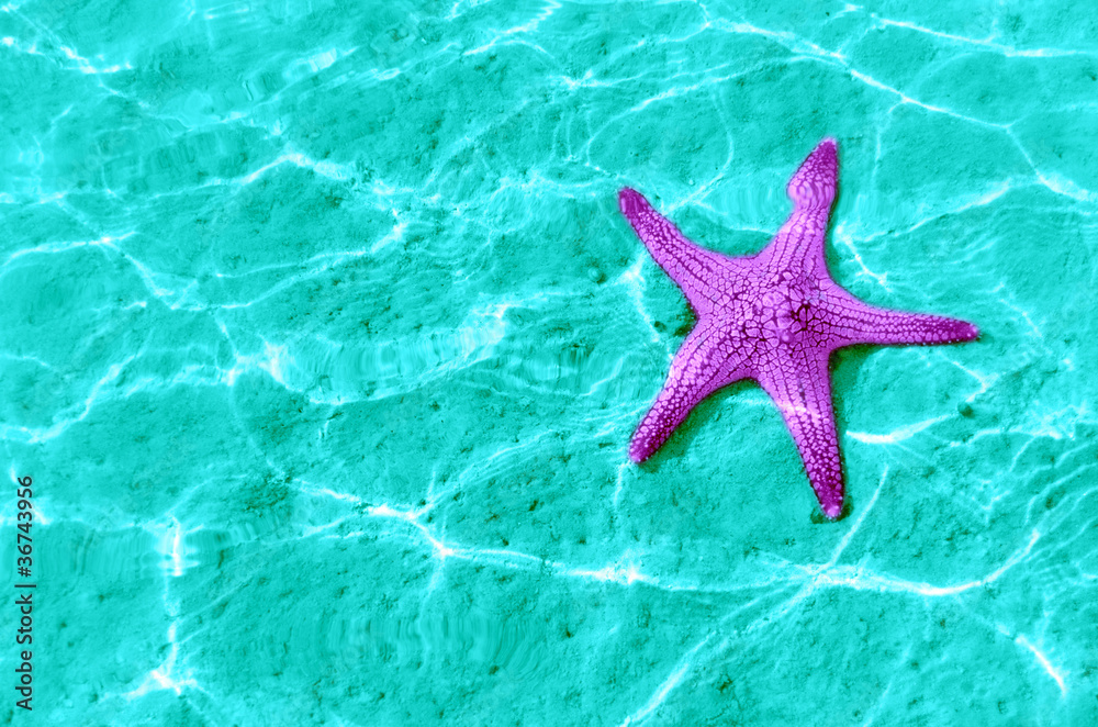 starfish