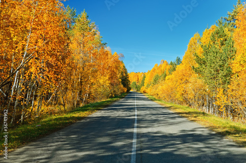 Autumn road.